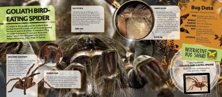 iExplore Bugs Page Spread